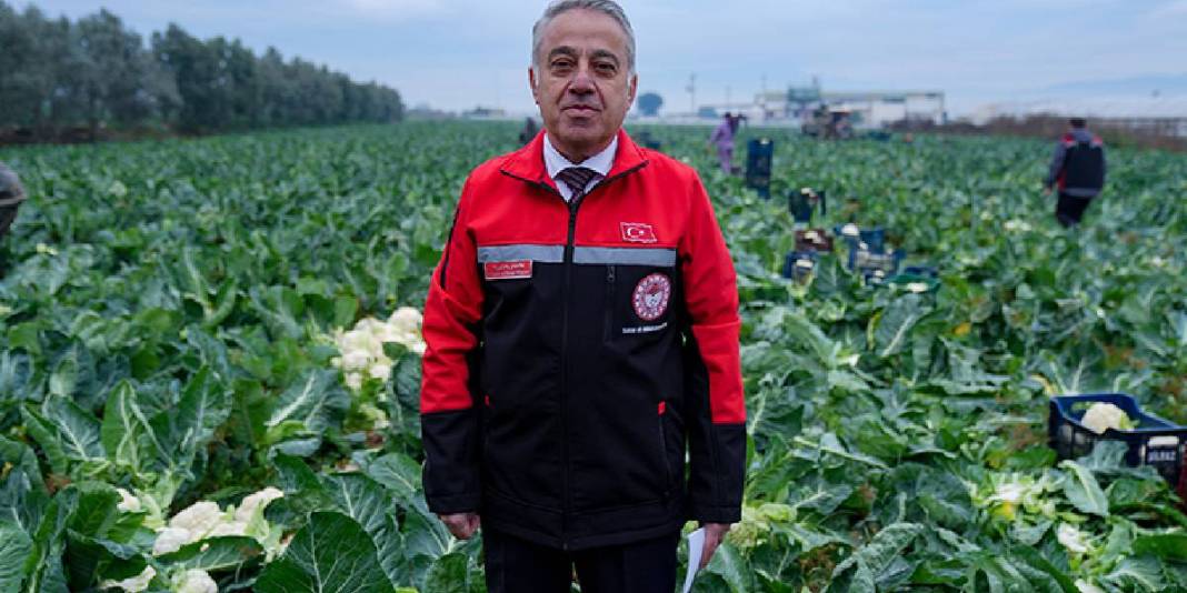 Sebze tarlalarında hasat telaşı! 1 milyon 900 bin ton üretim yapılıyor, emekler karşılığını buluyor! 5